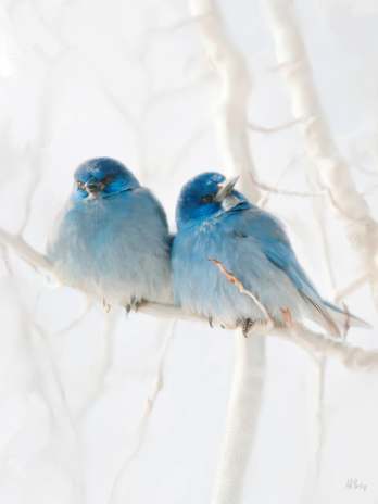 Bird Giclée Print No. 03 — giclée art print by ArtFeliz